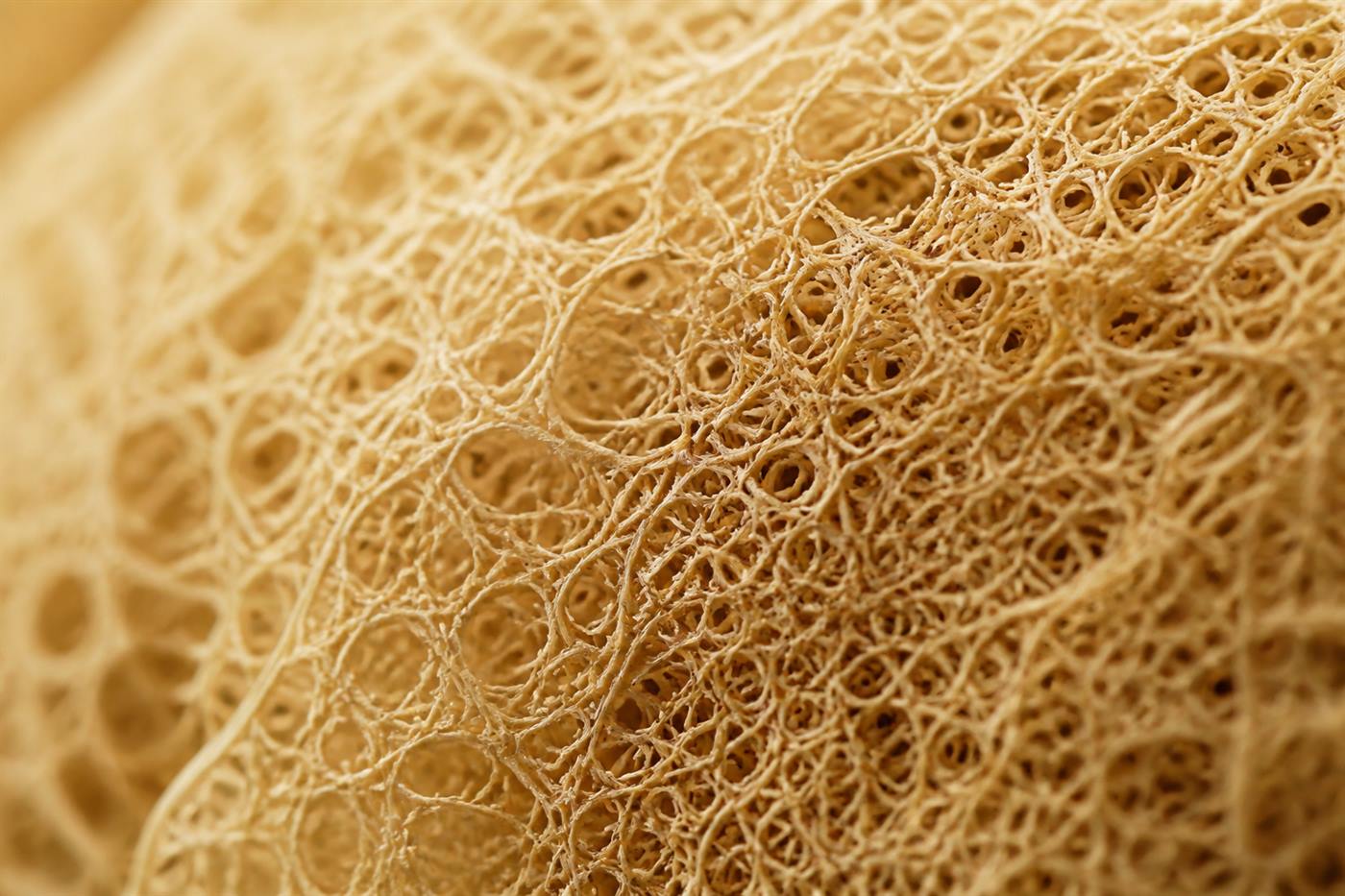 Close-up of natural loofah fiber